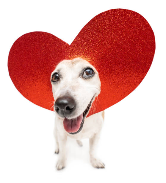 istock smiling dog looking at camera with red heart decoration on the head. 1897256888