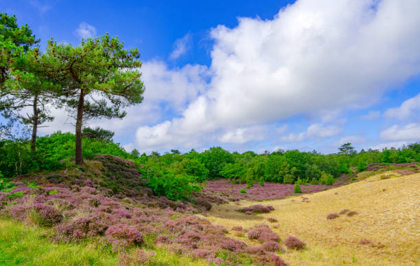 istock Heather in  the Dunes near Bergen, Netherlands. 1897259435