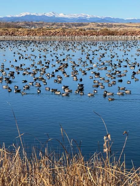 120623 Geese on Bingham Lake grass in foreground Rockies in background Canadian geese flock to the waters of Bingham Lake in the Pinery neighborhood of Parker, Colorado, near Denver in the winter with the blades of shoreline grass in the foreground and the snow-capped Rocky Mountains in the background. poplar tree audio stock pictures, royalty-free photos & images