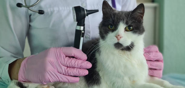 istock Veterinarian checks cat ears with otoscope closeup 1897270145