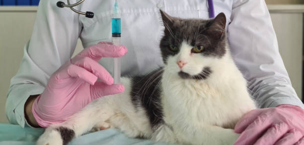 istock Veterinarian gives injection to gray cat in clinic 1897270175