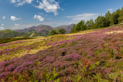 View from a trail around Derwent Water, just south of Keswick in the Lake District of Cumbria, England.