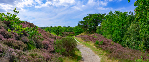 istock Heather in  the Dunes near Bergen, Netherlands. 1897291087
