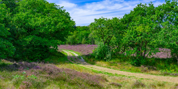 istock Heather in  the Dunes near Bergen, Netherlands. 1897294734