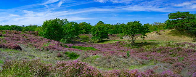 Fields of purple heather in  the dunes near Bergen and Schoorl, Netherlands.