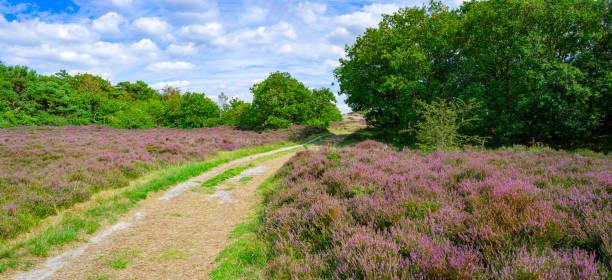 istock Heather in  the Dunes near Bergen, Netherlands. 1897297837