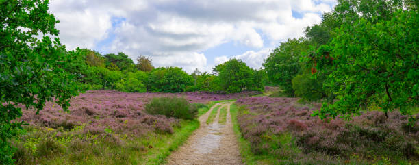 istock Heather in  the Dunes near Bergen, Netherlands. 1897300980