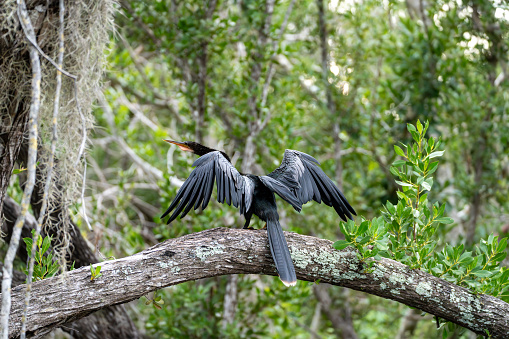 Anhinga stretching it's wings while perched on an arching branch