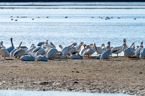Flock of white pelicans preening on a beach