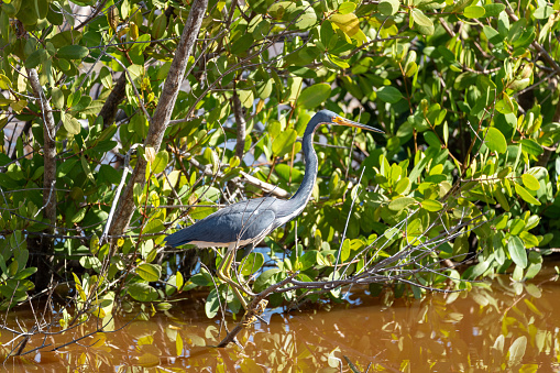 Little blue heron perched on a branch above brown water