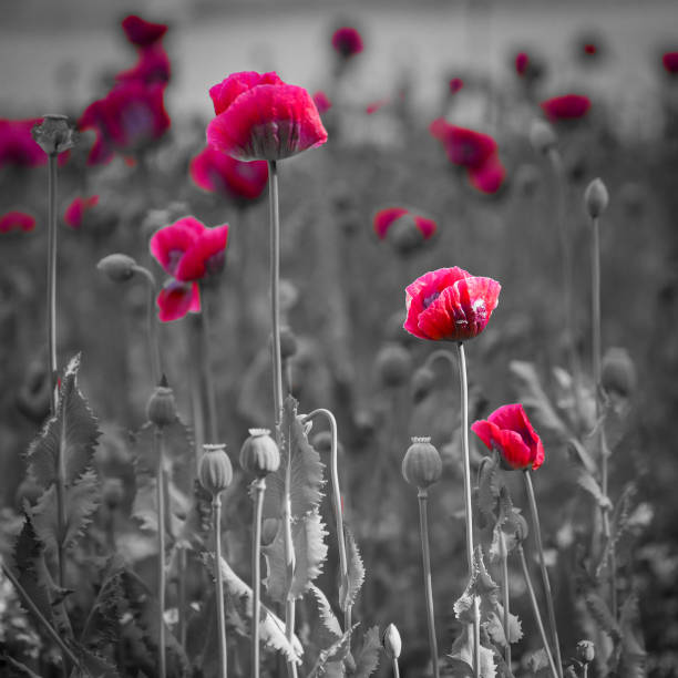 istock Beautiful Poppy field 1897309795
