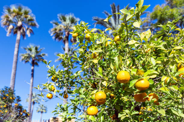 istock Bitter orange tree in Seville 1897340922