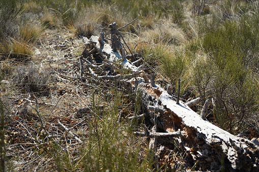 In a primeval forest, fallen and decaying trees play a crucial role in the ecosystem. They contribute to soil formation, provide habitat for various organisms, and serve as a source of nutrients for the forest. The presence of dead wood, including fallen logs and snags, is an essential component of a primeval forest, constituting a significant portion of the total wood volume. This dead wood supports a diverse community of saproxylic fungi, insects, and specialized bird species. Additionally, fallen trees and decaying wood contribute to the dynamic nature of the forest, creating microhabitats and supporting natural regeneration of dominant tree species within the canopy gaps or on the decaying logs.

In summary, fallen and decaying trees in a primeval forest are integral to the ecosystem, supporting biodiversity, soil formation, and natural regeneration of the forest. They represent a natural and essential component of these ancient and dynamic ecosystems.