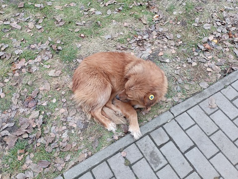 A brown sterilized homeless dog lies in the park on the lawn near the cobblestone sidewalk. Protection and assistance for defenseless animals
