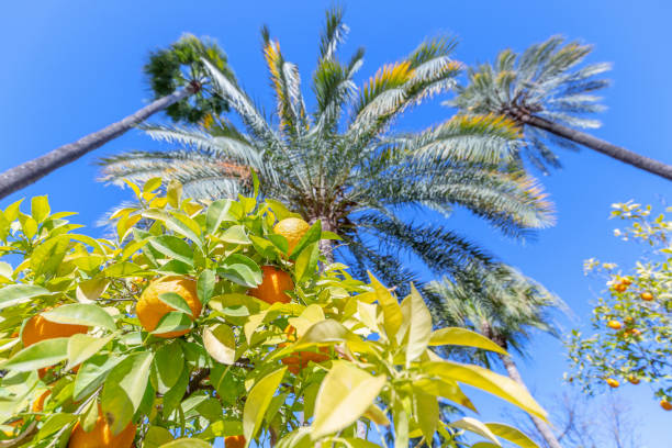 istock Bitter orange tree in Seville 1897362773