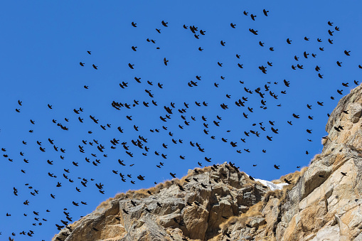 Lots of Alpine Choughs flying close to the rocks.