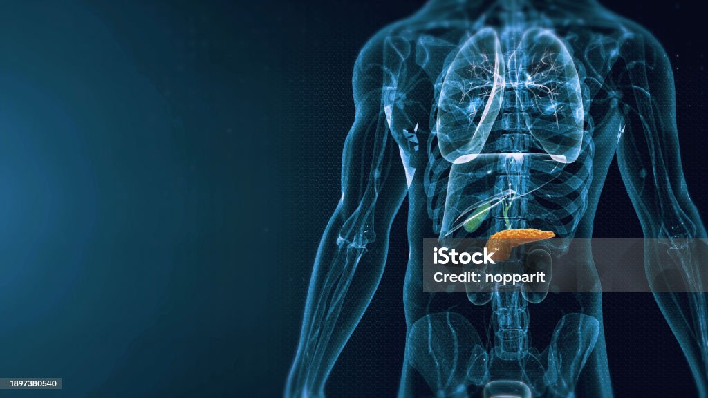 Human Pancreas Anatomy Stock Photo Biology Diagrams