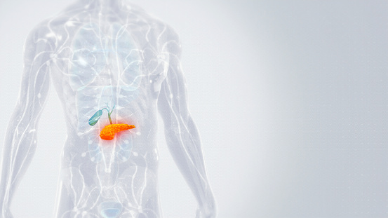 Human Pancreas Anatomy Stock Photo Biology Diagrams