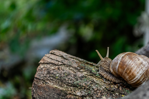 Snail crawling on a log in the forest. Snail in the nature.