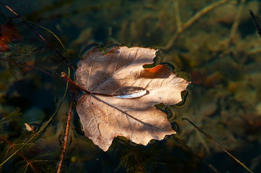 colorful autumn leaves and their reflections on the water