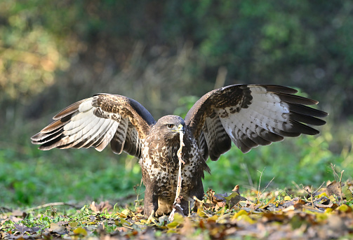 Eurasian buzzard eating its prey in the woods