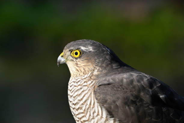 istock Portrait of female sparrowhawk 1897402034