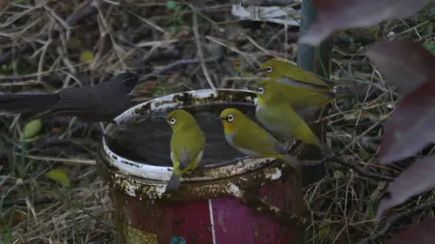 Active birds live in groups. They are restless fast birds. A group of beautiful small winter birds on the water pot.
