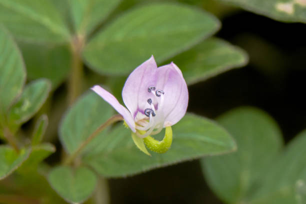 istock Macro Pale Purple small flower 1897426224