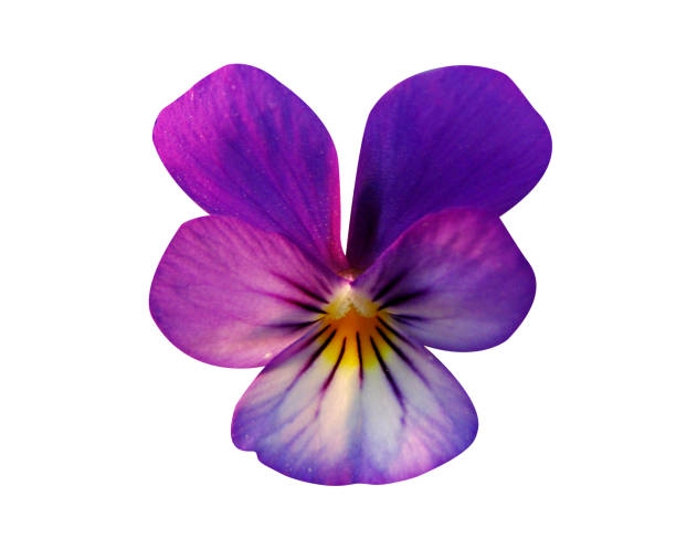 istock Viola tricolor or wild pansy 1897431896