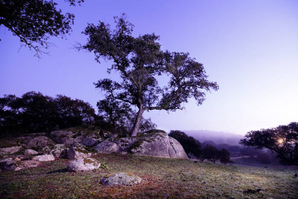 small frame of some rocks and trees in blue hour