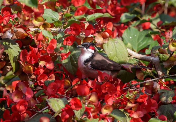 istock Red-whiskered bulbul on flower. 1897448920