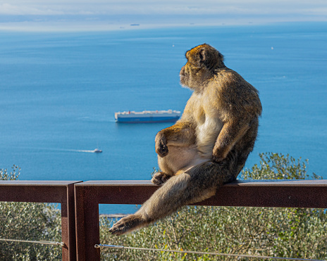 Close up of a wild macaque or Gibraltar monkey, one of the most famous attractions of the British overseas territory.