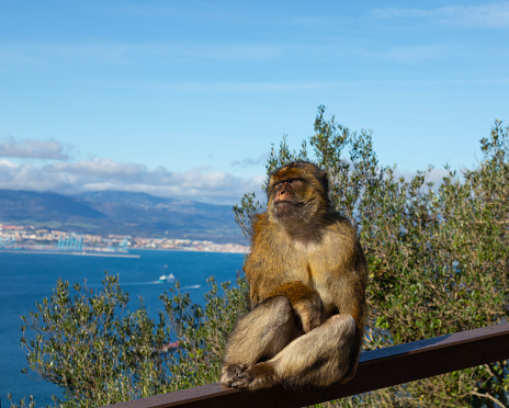 A Barbary Macaque, Macaca sylvanus, sitting relxing on a rusty metal fence with the Strait of Gibraltar behind. The port of Algeciras is in the background.
