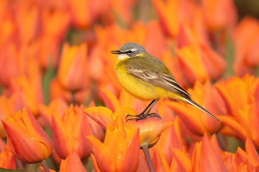 Western yellow wagtail in dutch tulipfield. Perched on a blooming orange tulip looking to the left with a background of orange tulips.