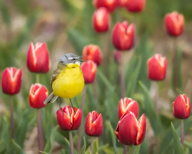 Western yellow wagtail, Motacilla flava, standing on a red blooming tulip looking to the right, close up, frontview