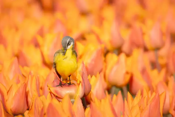 Western yellow wagtail in the duch blooming tulipfield in spring, brushing feathers on a background of orange tulips