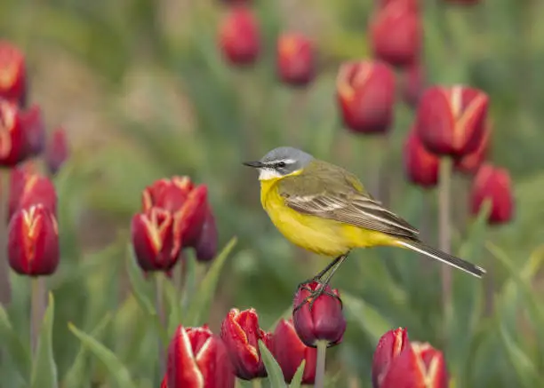 Western yellow wagtail , Motacilla flava, in dutch tulipfield, standing on a dark red blooming tulip looking to the left, close up and side view