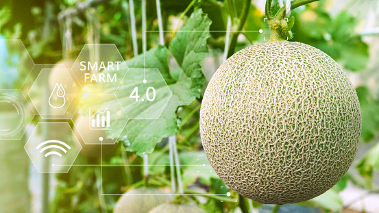 Young melons in greenhouse with infographics, Smart farming and precision agriculture 4.0 with visual icon, digital technology agriculture and smart farming concept.