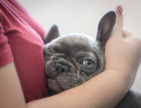 This smooshed-faced Frenchie puppy is all snuggles and squishes, living its best life as a lap warmer extraordinaire.