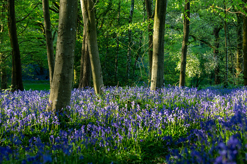 A bluebell wood in Sussex, on a sunny spring day
