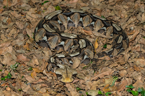 Gaboon Adder (Bitis gabonica), also called the Gaboon Viper, displaying its beautiful camouflage patterns against the dead leaves of the forest floor