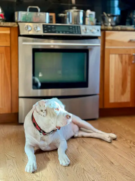 An American Bulldog lays on the kitchen floor looking up to the window light while a meal cooks on the stove.