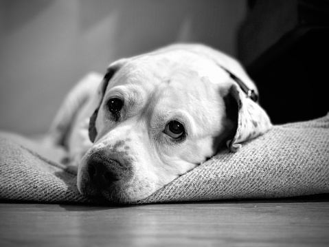 An American bulldog lays on a dog bed resting his head with eyes cast off in a different direction.