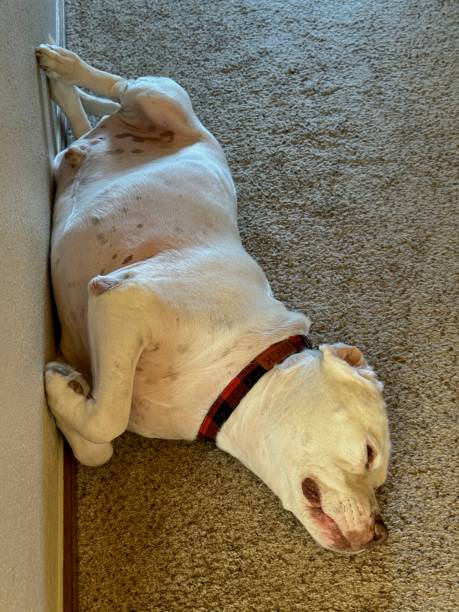 istock 122223 American Bulldog bellyside up 1897530883
