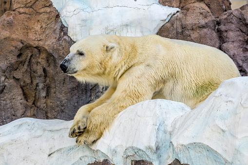 Relaxing polar bear