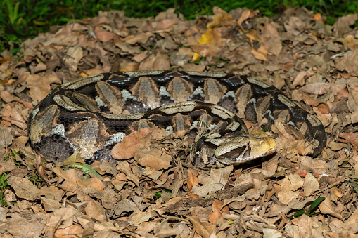 Gaboon Adder (Bitis gabonica), also called the Gaboon Viper, displaying its beautiful camouflage patterns against the dead leaves of the forest floor