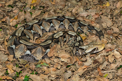 Gaboon Adder (Bitis gabonica), also called the Gaboon Viper, displaying its beautiful camouflage patterns against the dead leaves of the forest floor