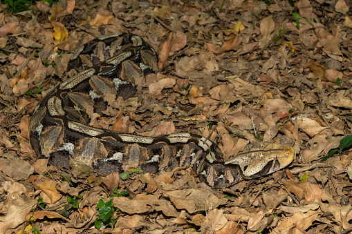 Gaboon Adder (Bitis gabonica), also called the Gaboon Viper, displaying its beautiful camouflage patterns against the dead leaves of the forest floor