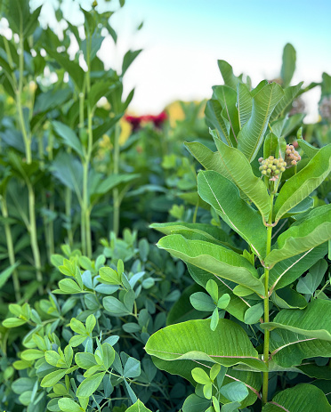 A peak inside a perennial flower garden on a beautiful morning.