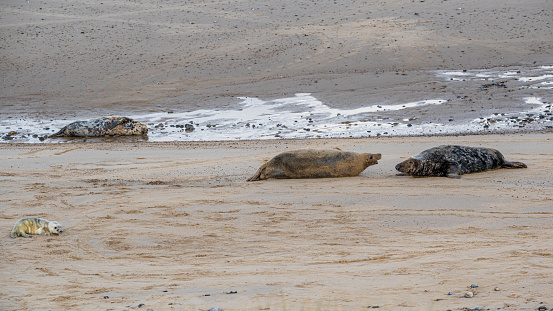 Agression from adult male grey seal, Halichoerus grypus, towards a female protecting her newborn pup, Horsey, Norfolk, UK. The beach is closed to the public during pupping season with viewing from the sand dunes